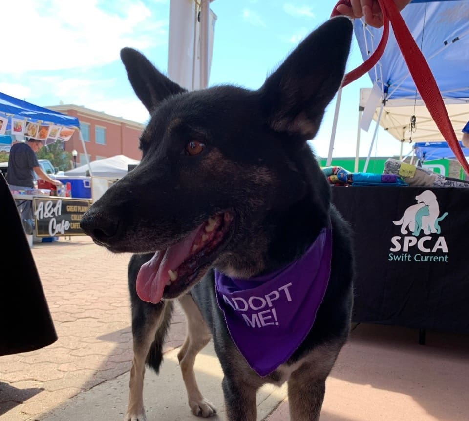 Dog wearing purple bandana with adopt me embroidered Dog wearing purple bandana with adopt me embroidered